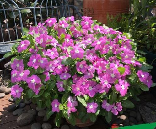 10种花适合养窗台，晒晒太阳，浇浇水，一年300多天都开花