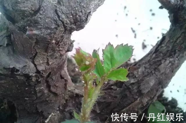 入了月季花的坑,如果连这种病虫害无法清除,那月季也是白养了