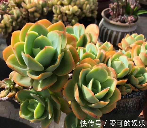 长势|秋冬养碧桃,了解掌握几个要点,颜色靓丽爆小崽,长成小老桩