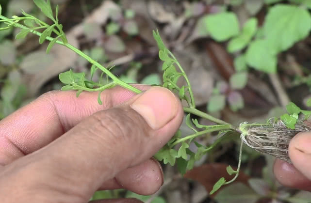 草药|长在路旁的一种“野草”，不但是鲜美的野菜，现在是一味民间草药