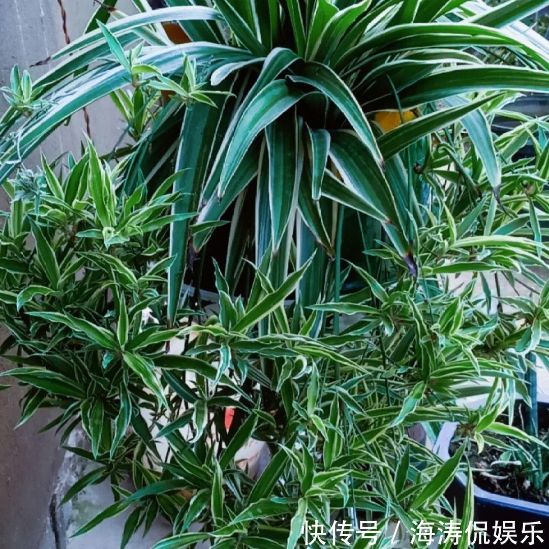 绿萝、吊兰变异了这些品种，你未必都见过！