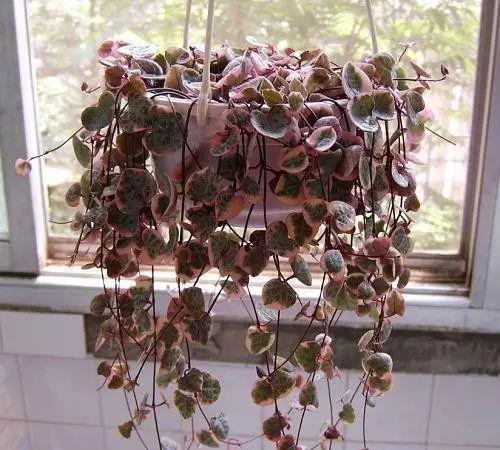 养护|这些多肉6月别买了,怕晒又怕热,容易晒伤难度夏,浪费钱白费力