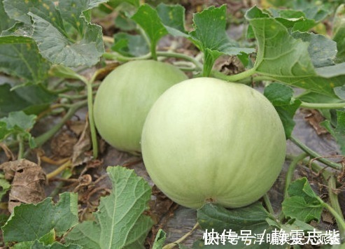 拐枣|想长寿全靠吃,3种食物离不开,补充营养、身体倍棒