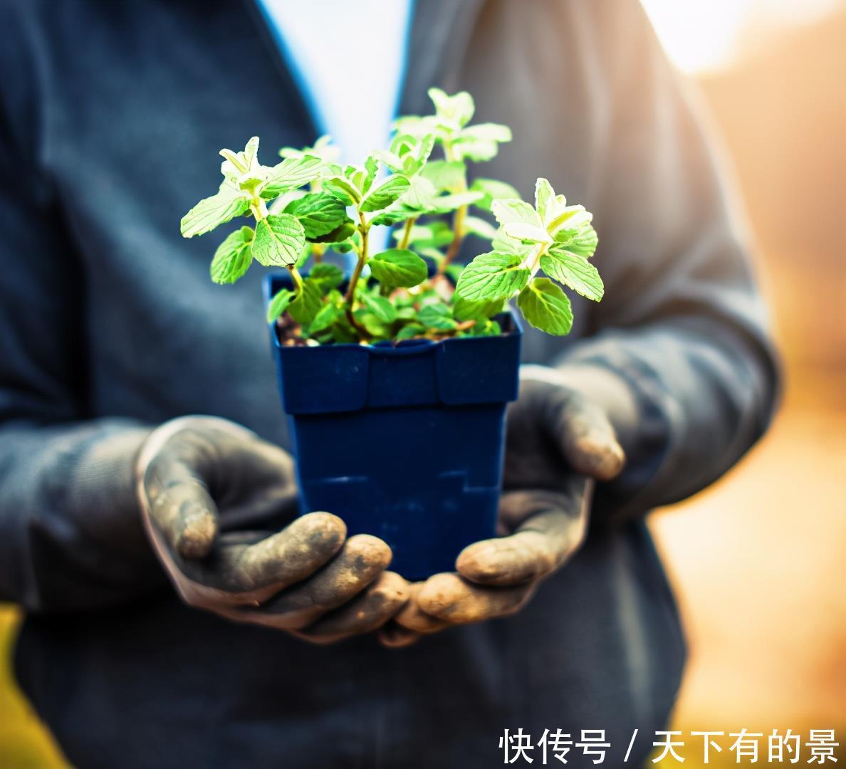  家居|7种适合家居养护的香草植物，散发淡淡清香，作用多观赏性强