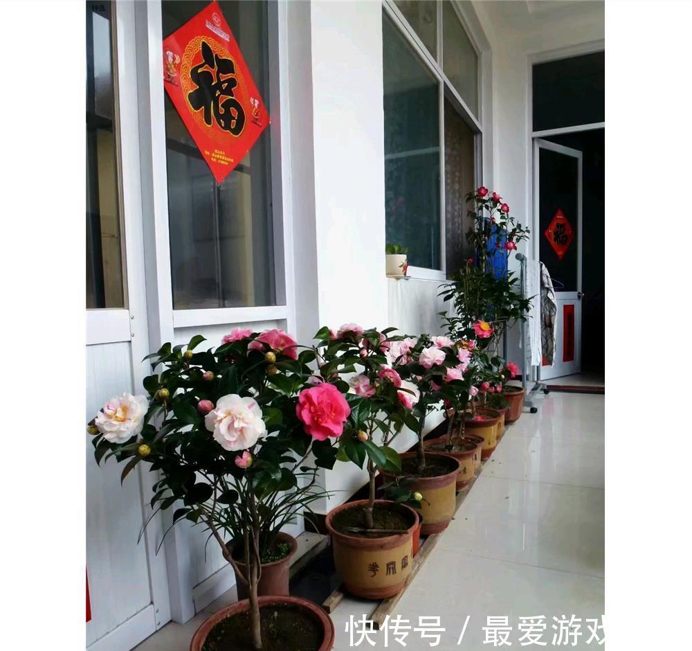 10大吉祥花,好养又高档,家里养一盆,有花有果招财又旺家