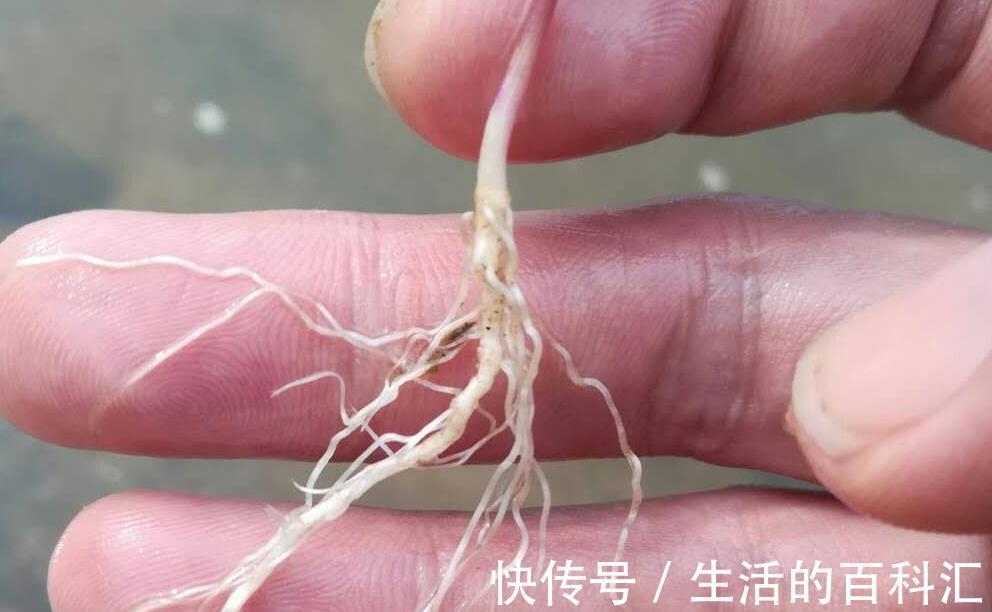 根系|花卉小苗这样移栽不伤根,缓苗快,有些细节千万注意