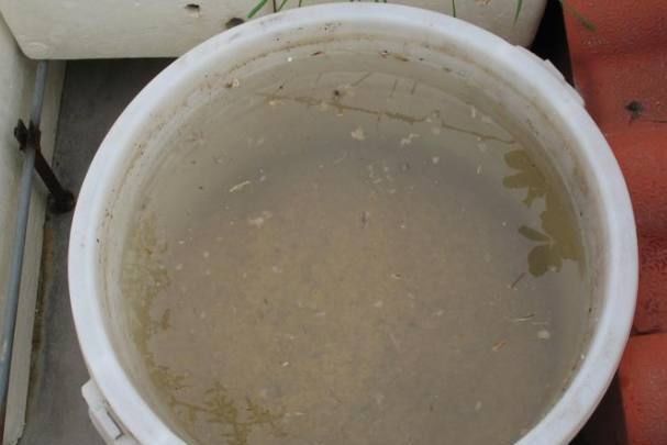 老公养文竹盆栽有妙法,浇水时加点它,枝繁叶茂再也不黄叶