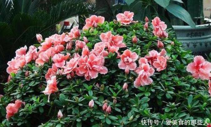 杜鹃花冬天室内有“四怕”,做错赶紧改正,让它叶子油绿不发黄!