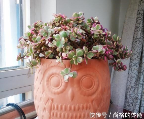 老桩|雅乐之舞剪剪枝,主干放放粗,一个夏天变老桩,养成高价小盆景!