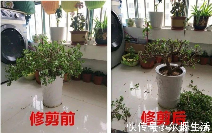 会养花的人都选它,耐旱又好活,2年养成小树桩!