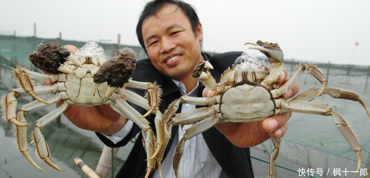 现一|大闸蟹之“殇”,曾卖80一斤,现一降再降,大闸蟹经历了什么?