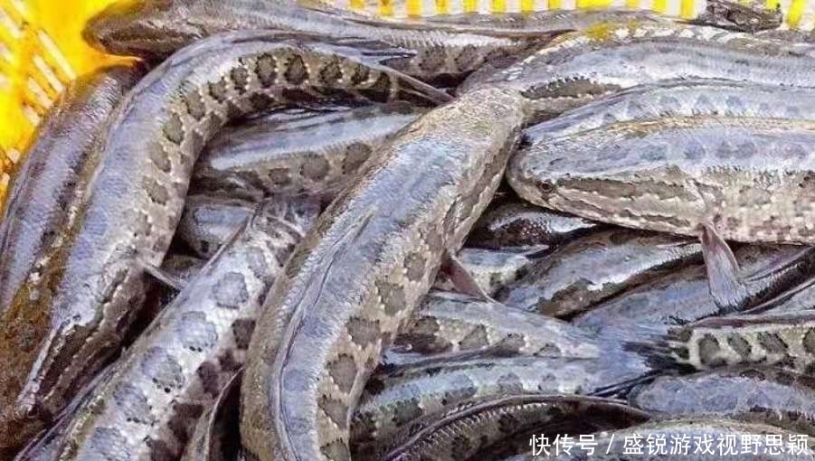 一放一收,这钓法果然是对付“黑鱼”的利器,够狠!