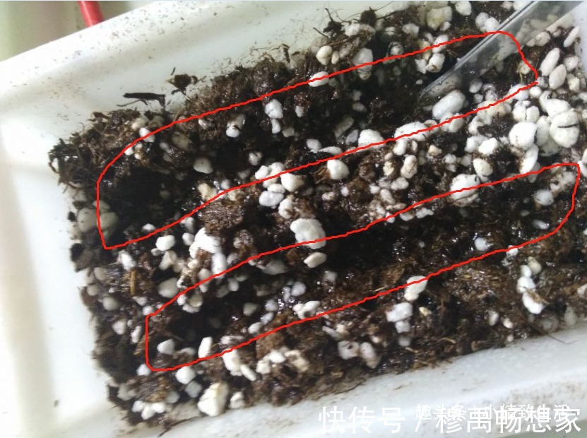 这种花，摘片叶子划2刀，插土里20天爆小苗，花大形美、颜色艳