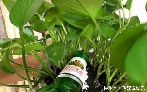 松软|盆土板结怎么办“这种水”帮你解决,浇一点盆土松软,不再板结