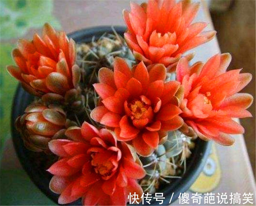 多肉也能花开爆盆，3种多肉人称“开花机器”，开花勤快又娇艳