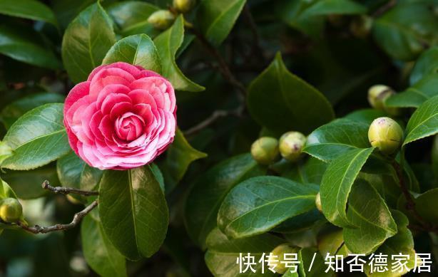 吉祥花|10大“吉祥花”适合养客厅,格调高,株型美,旺财又护家