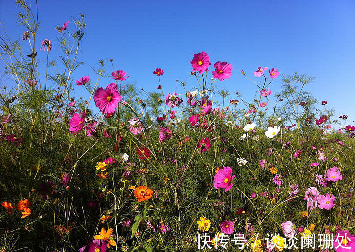 咸鱼翻身|未来一年，运势顺遂如意，能够咸鱼翻身的生肖