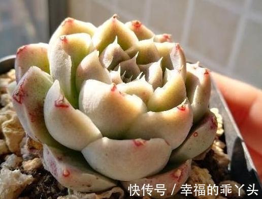 每周认识一种多肉,撒哈拉