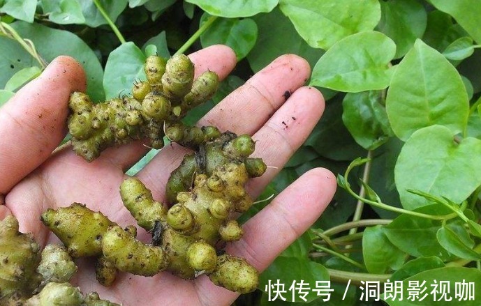 苞片|农村房子旁的野草,乡下人当野草除,其实还有其它用处