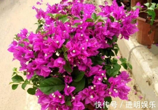 养三角梅,给它披1件“黑棉袄”,花开爆满盆,养出一片花海,美