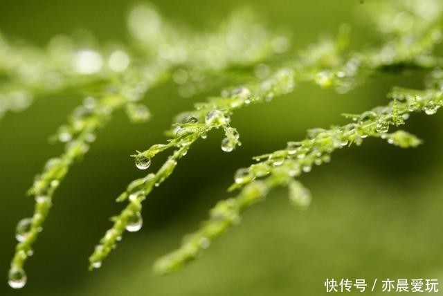  施肥|想要文竹枝繁叶绿，注意这“5不”，别再随心所欲地养了！