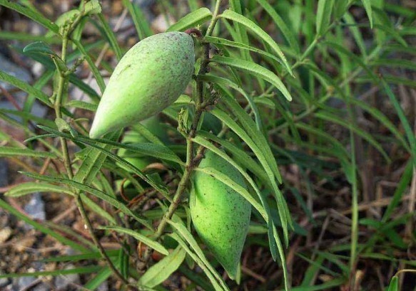 果实|农村路边常见的野果子,看到牢记要摘回家,营养高还值钱