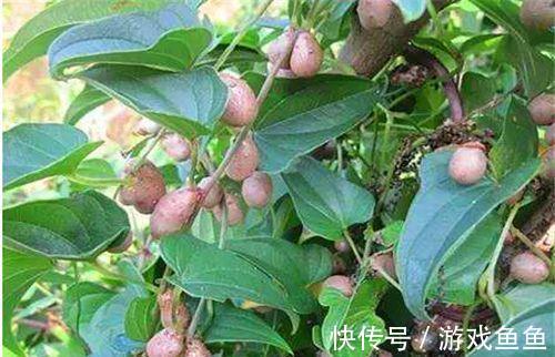 美容|爱美女性要多吃3种食物,滋补肝肾,润肠通便,美容又护肤