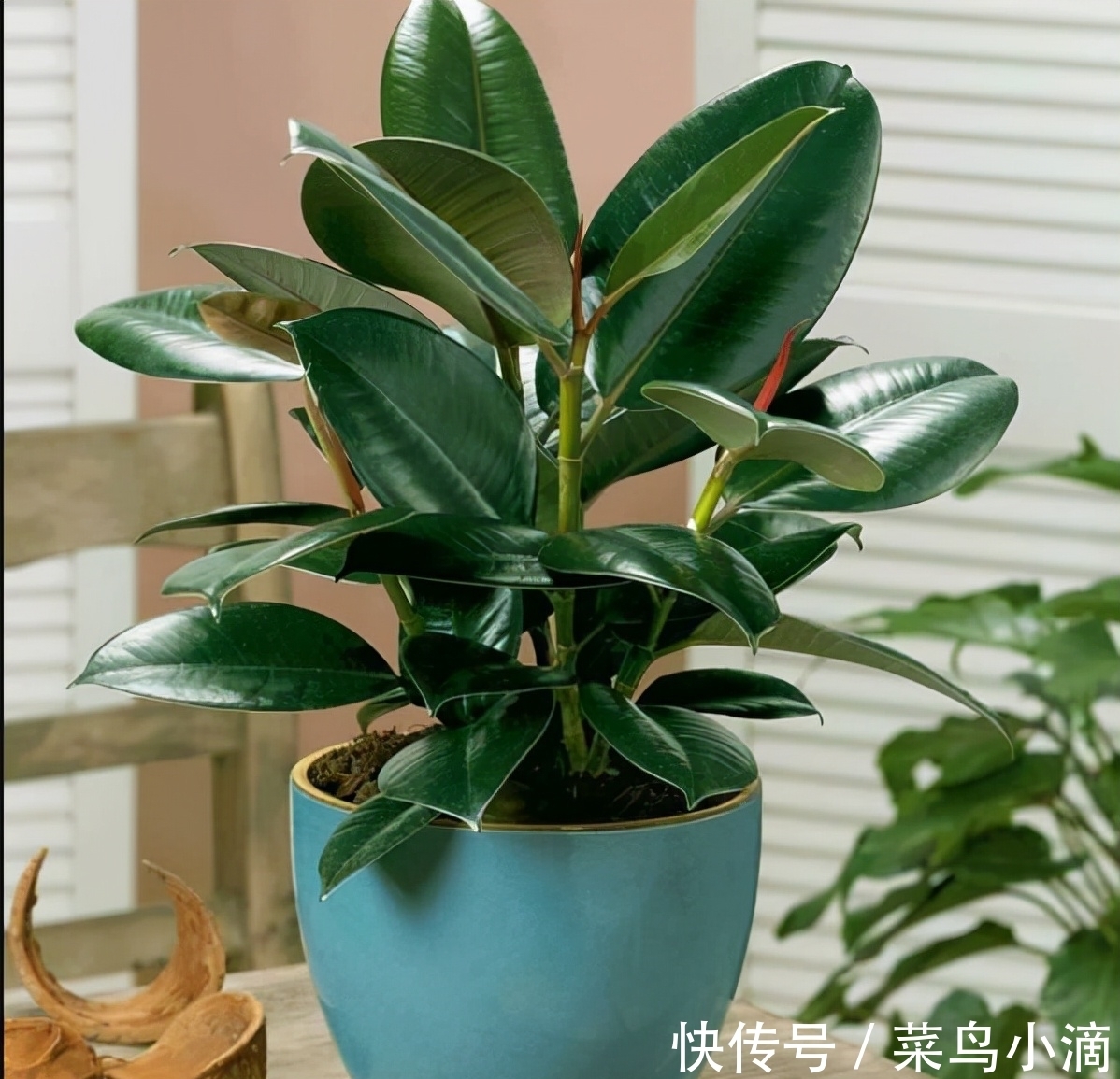 九种“皮实花”,多晒少管长得好,养成老桩更高档,绿萝没上榜