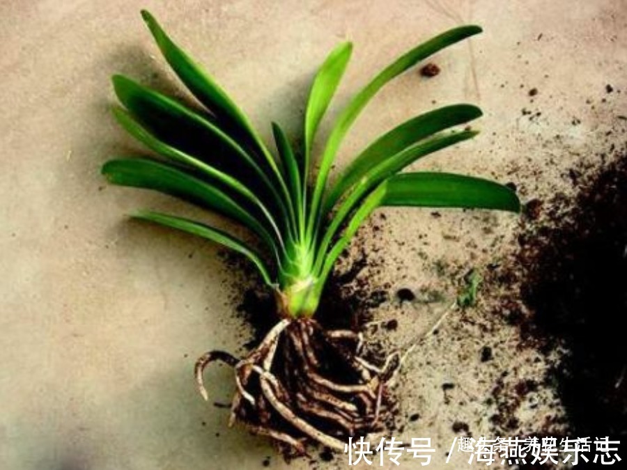 天后|君子兰“烂根多”先别扔,采用这种方法做,30天后根系健壮