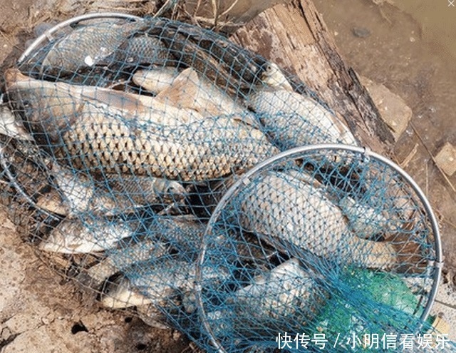 大鱼|想钓大鲤鱼很难么?教你4招钓到手软,3斤一下直接放生