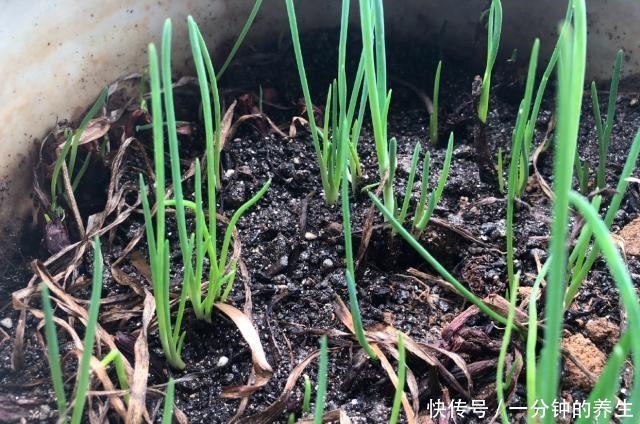 花盆种葱很简单,用1个技巧,一年四季郁郁葱葱,种阳台随吃随摘!