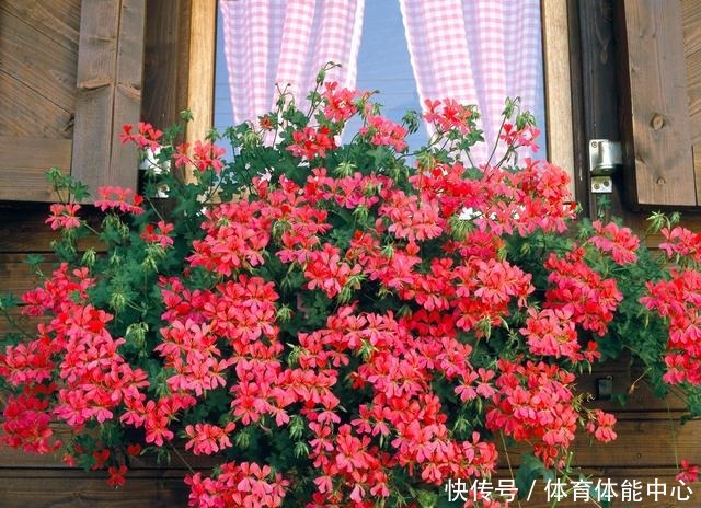 天竺葵“散漫无型”用上3个方法，不但株型优美，开花还格外多！