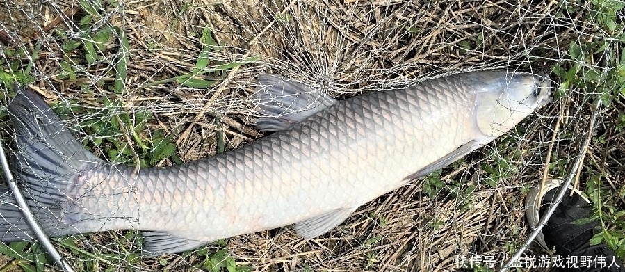 南风|钓鱼看风辩鱼口就是大师?其实你也能做到