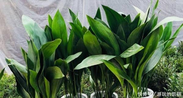 家里采光差,就养6种花,不爱晒太阳,就给一点光,蹭蹭长满盆