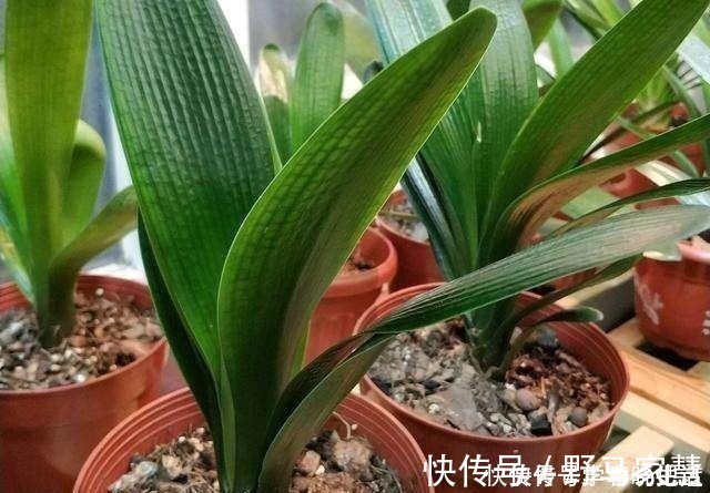 花友们|君子兰不见长，是僵苗还是养护不当教你“4招”，快速恢复活力！