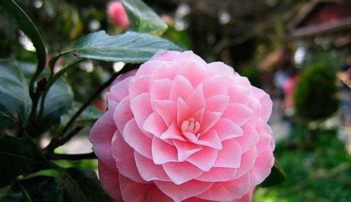 家里“3种”垃圾别扔撒花盆一点,根壮叶绿,呼呼开花