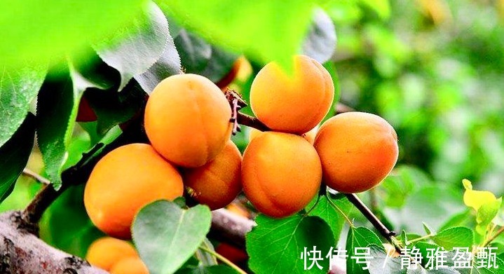 水果|比苹果功效更好的水果,能防高血压,预防感冒,润肺,不妨一试