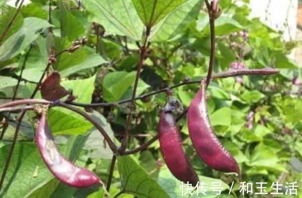 食用禁忌|含有毒素的五种蔬菜,是餐桌上的“常客”,食用禁忌须了解