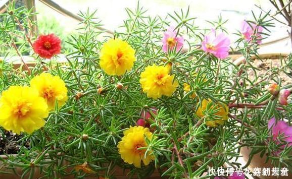 大蒜养花好处多,使用正确花草不生病虫害、黄叶情况少得多