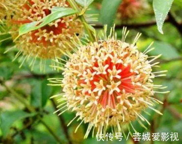 长得很像老鹰的爪子一样,花朵似一个绣球,特别吸引人