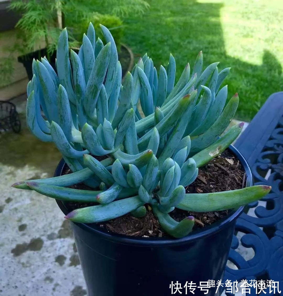 小花|多肉的品种又多又好看,为啥自己总养不活,那是因为没看到这几种