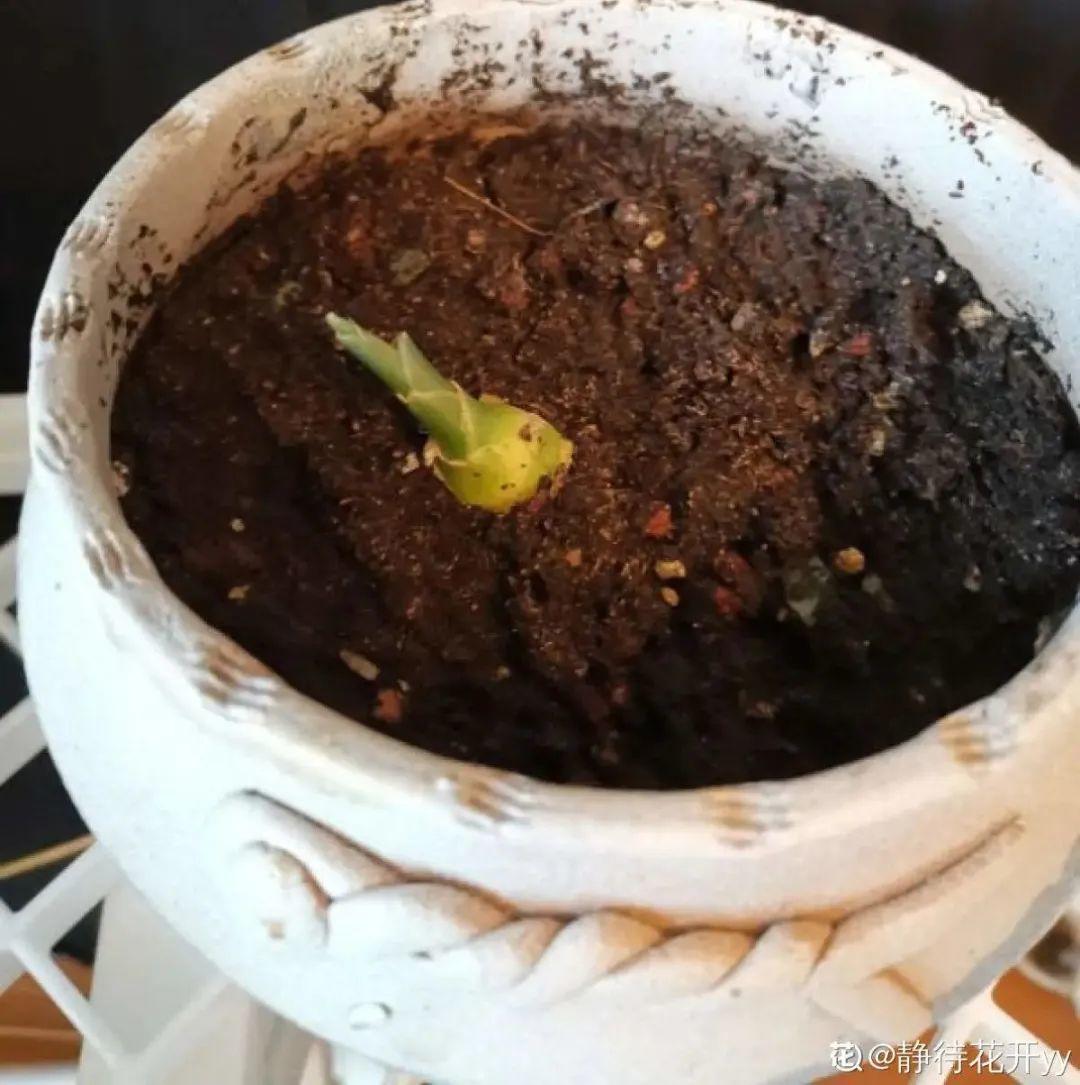 玉米棒子插盆里,7天冒出小森林,比绿萝吊兰好看