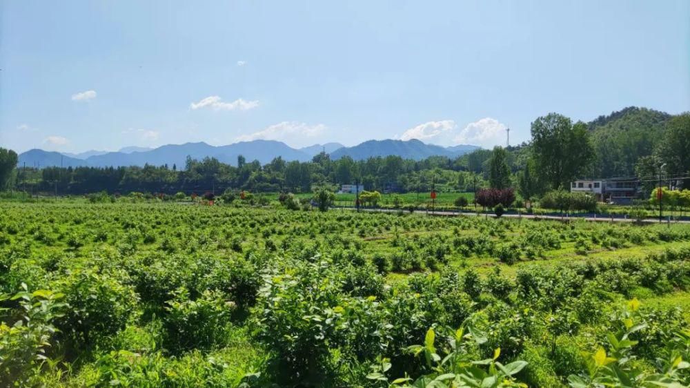 示范区|重磅！栾川正式成为“国家级全域旅游示范区”