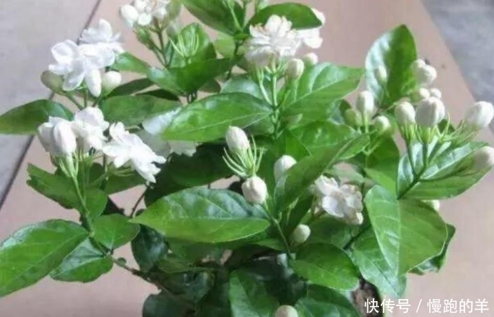 睡眠质量|4种便宜花,阳台养几盆,一开就是300天,花开娇艳美不胜收