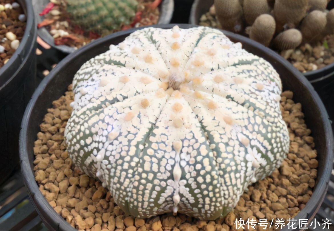 适合夏季扦插的“六种花”,操作简单,容易生根,其他季节难生根