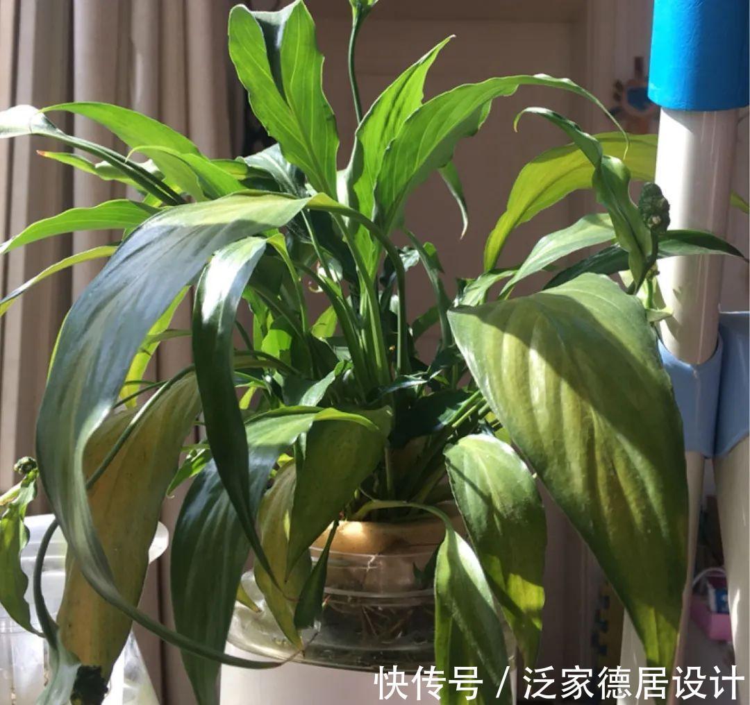 绣球|6种花“苏醒”了,多浇水、要施肥,下个月就开花