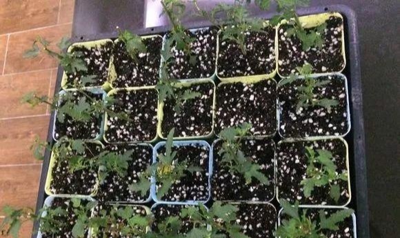 3种枝条泡水里，10天长根，一次开花100朵，水培成活率更高！