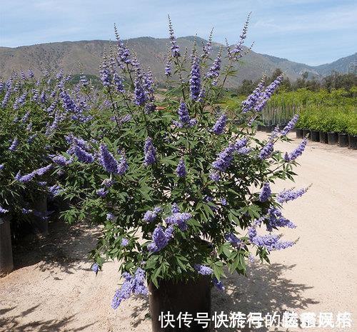 5种香花,家里养一盆,好看还“养人”,全家都健康