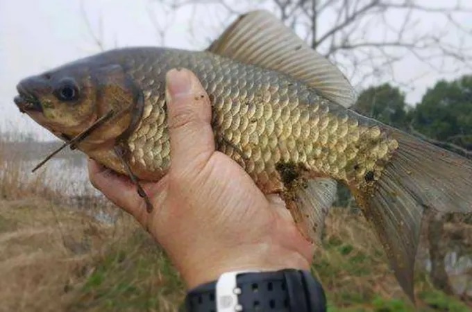降温后,这两种天然小药要常用!简单又省钱,鱼群还疯狂聚集!