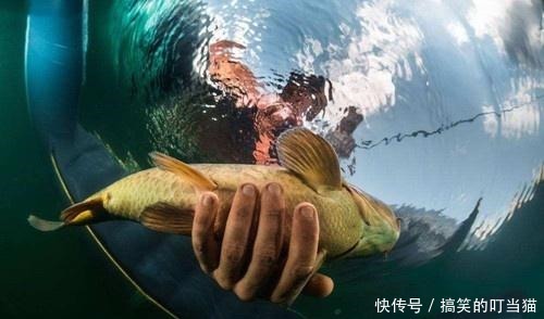 玉米加小麦炮制出来的饵那才叫无敌,这里有详尽制作步骤,别错过!